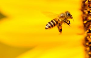 Abejas silvestres: el mayor estudio mundial advierte del efecto combinado de pesticidas y pérdida de hábitats