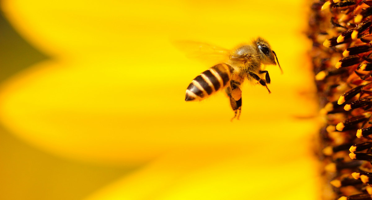 Abejas silvestres: el mayor estudio mundial advierte del efecto combinado de pesticidas y pérdida de hábitats