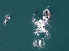 Jamás se había visto antes: orcas y delfines trabajan en equipo para cazar salmones