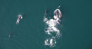 Jamás se había visto antes: orcas y delfines trabajan en equipo para cazar salmones