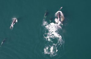Jamás se había visto antes: orcas y delfines trabajan en equipo para cazar salmones