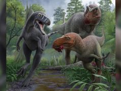 Nanotyrannus: el pequeño dinosaurio que podría ser una especie distinta y más temible que el T. rex