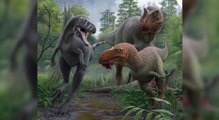 Nanotyrannus: el pequeño dinosaurio que podría ser una especie distinta y más temible que el T. rex